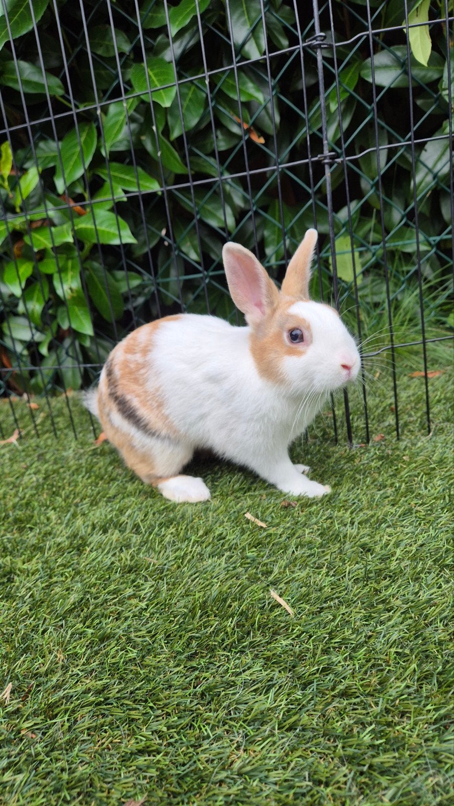 Jonge Dwerg konijnen, Meerdere dieren, Dwerg, Hangoor