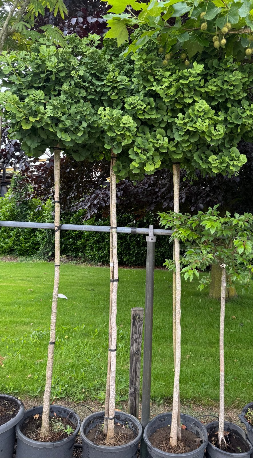 Ginkgo Biloba 'Mariken' op stam 190 cm, Overige soorten, Volle zon, Vaste plant, Ophalen of Verzenden