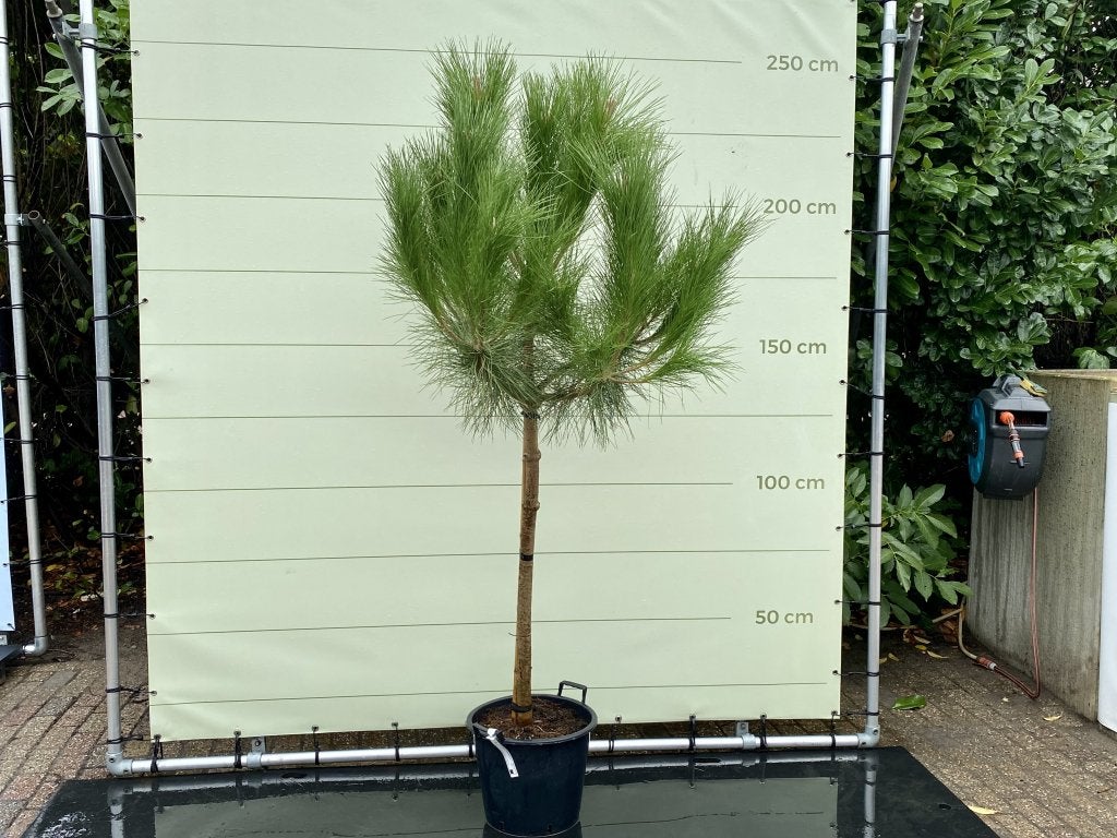 Pijnboom - hoogte 220 cm, 100 tot 250 cm, Zomer, Volle zon, In pot