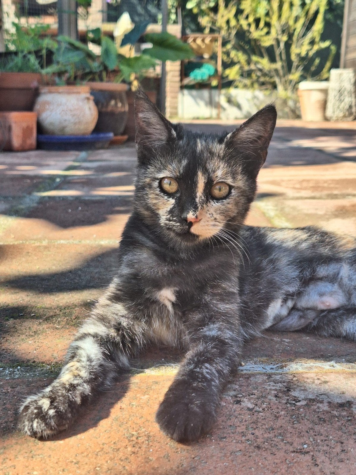 Lief gesteriliseerd poesje Feya, Poes, Kortharig, 0 tot 2 jaar