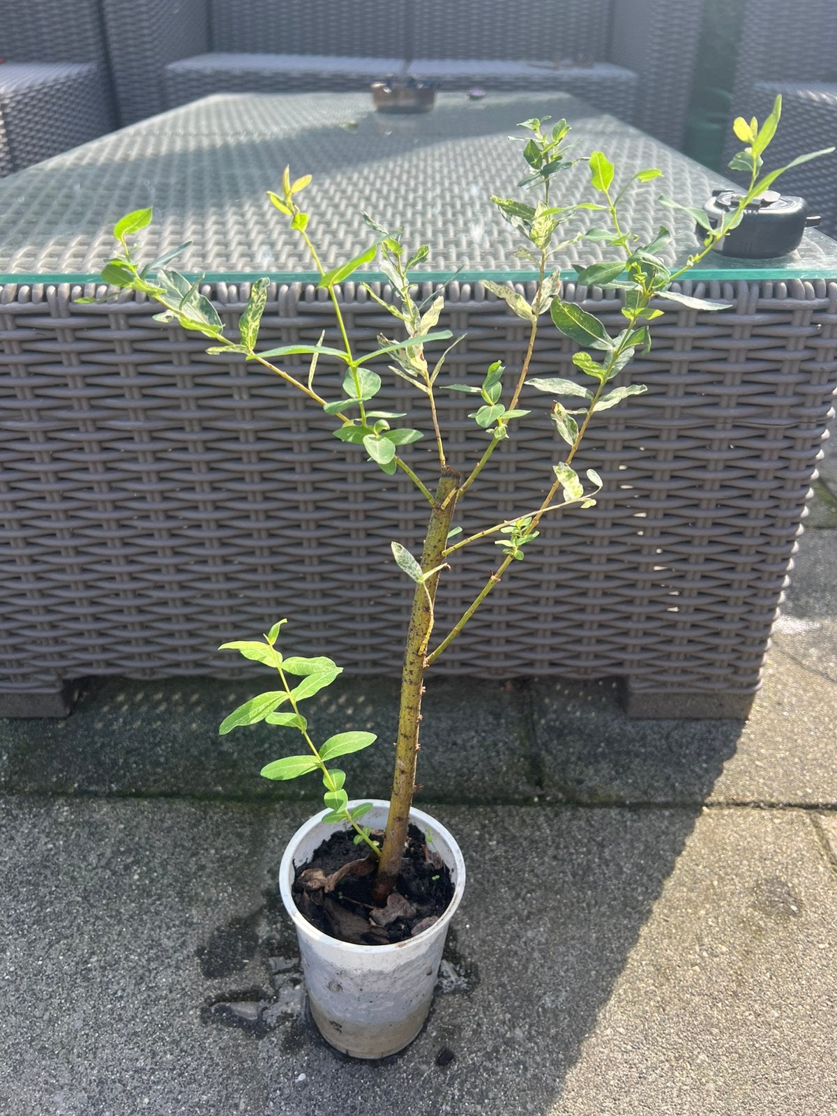 Salix integra, Ophalen of Verzenden, Volle zon, Overige soorten