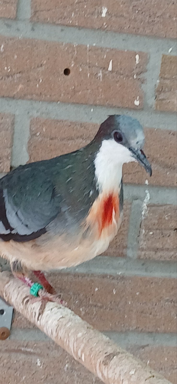 koppel Dolksteekduifen 2025, Dieren en Toebehoren, Meerdere dieren, Postduif