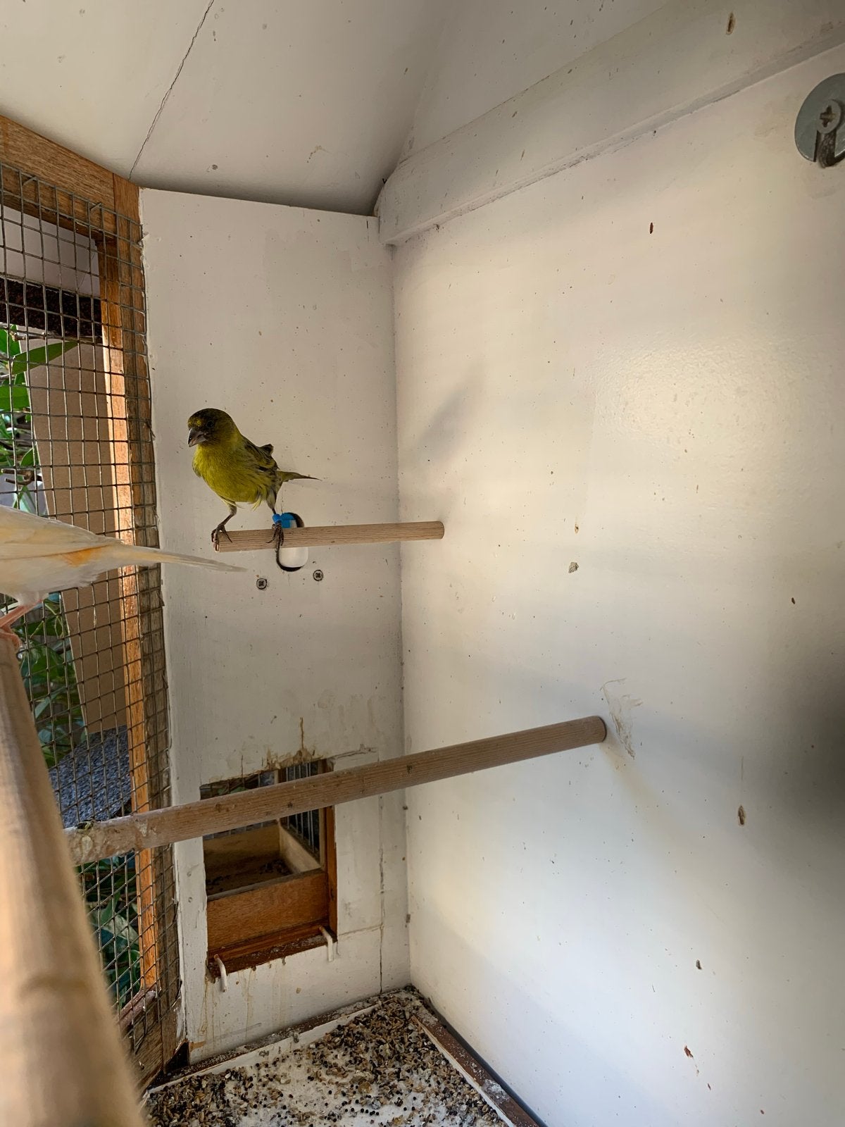 Bastaard sijs x kanarie, Dieren en Toebehoren, Vogels | Overige Vogels, Mannelijk, Wildzangvogel