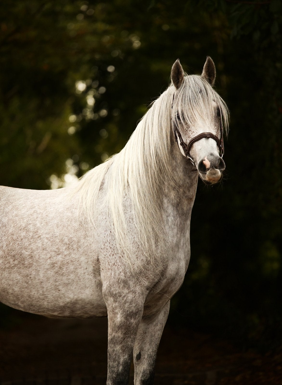 5 jarige arabische ruin, Dieren en Toebehoren, Merrie, 3 tot 6 jaar