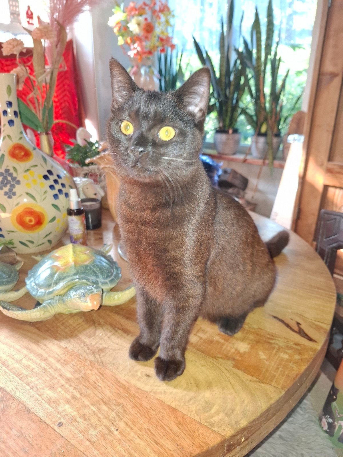 kruizing brits korthaar X ragdoll, Dieren en Toebehoren, Meerdere dieren