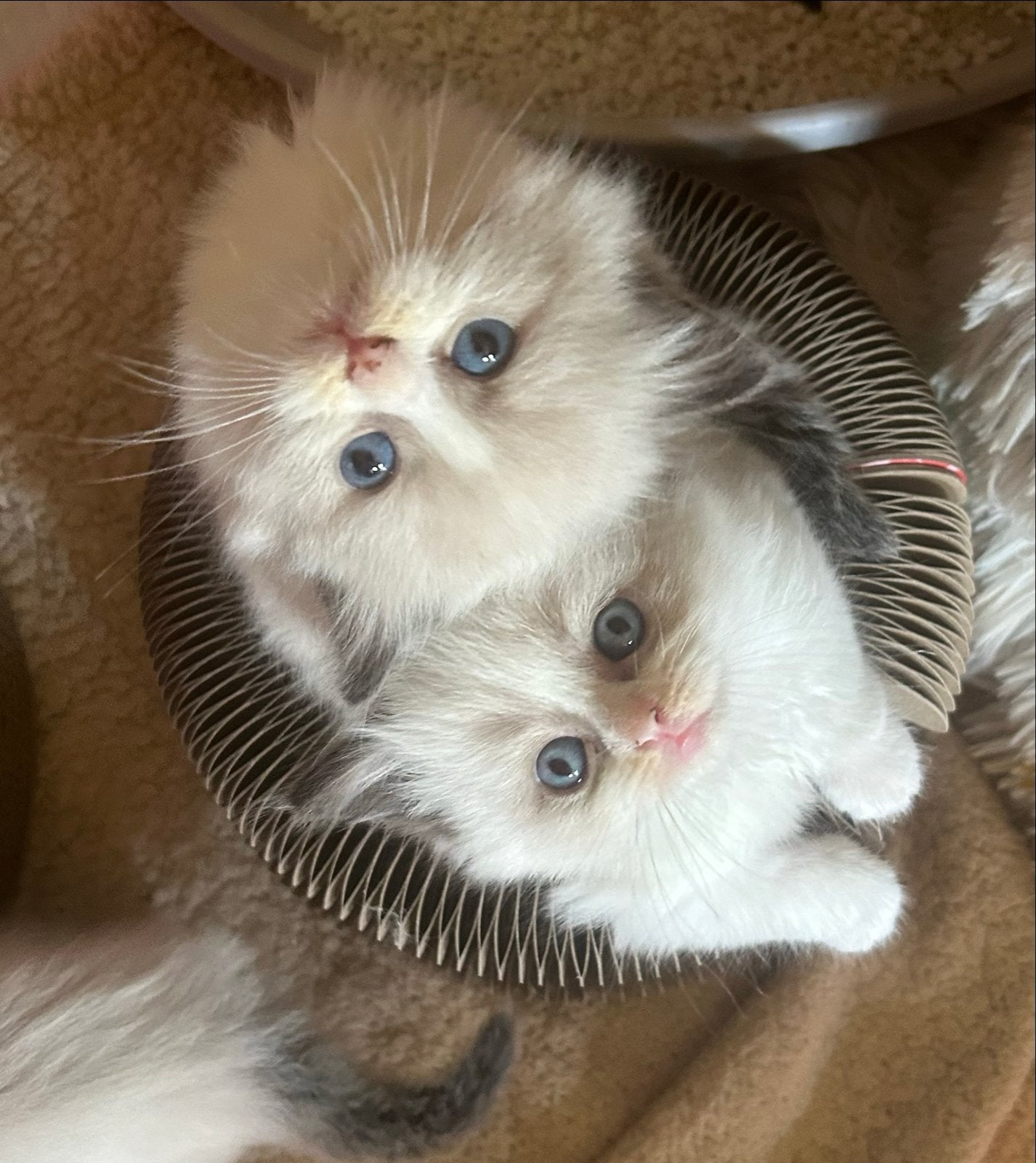 Prachtige raszuivere Ragdoll kittens zoeken nieuw huisje, Dieren en Toebehoren, Meerdere dieren, Ontwormd