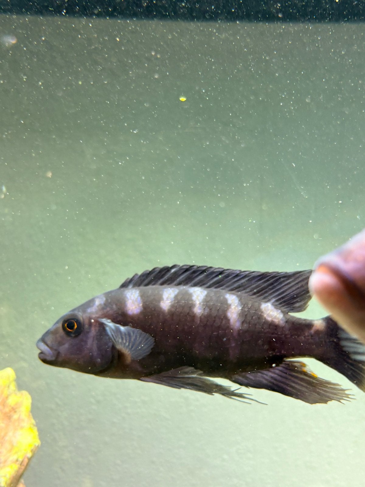 Pseudotropheus crabro, Vis