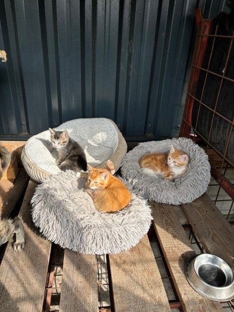 Lieve boerderijkittens te koop, Dieren en Toebehoren, Kater, Ontwormd, 0 tot 2 jaar