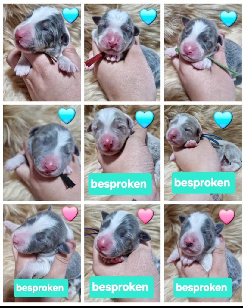 Blauwe border collie pups, Dieren en Toebehoren, Honden | Herdershonden en Veedrijvers, België, Particulier, 8 tot 15 weken, Collie