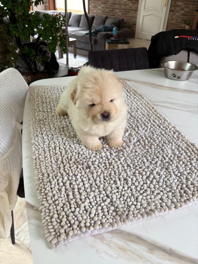 Chow chow pupje, België, Particulier, Overige rassen, 8 tot 15 weken