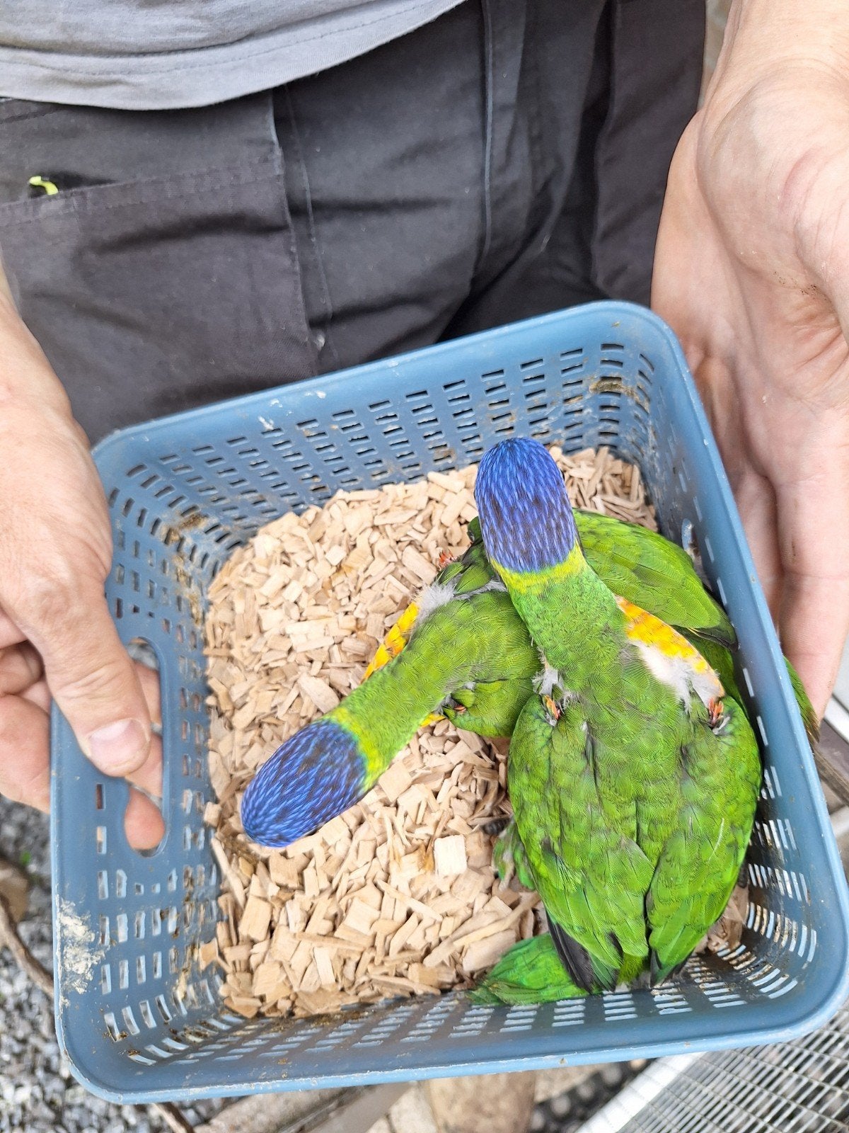 Te koop: lori vd blauwe bergen, Dieren en Toebehoren, Papegaai, Geringd
