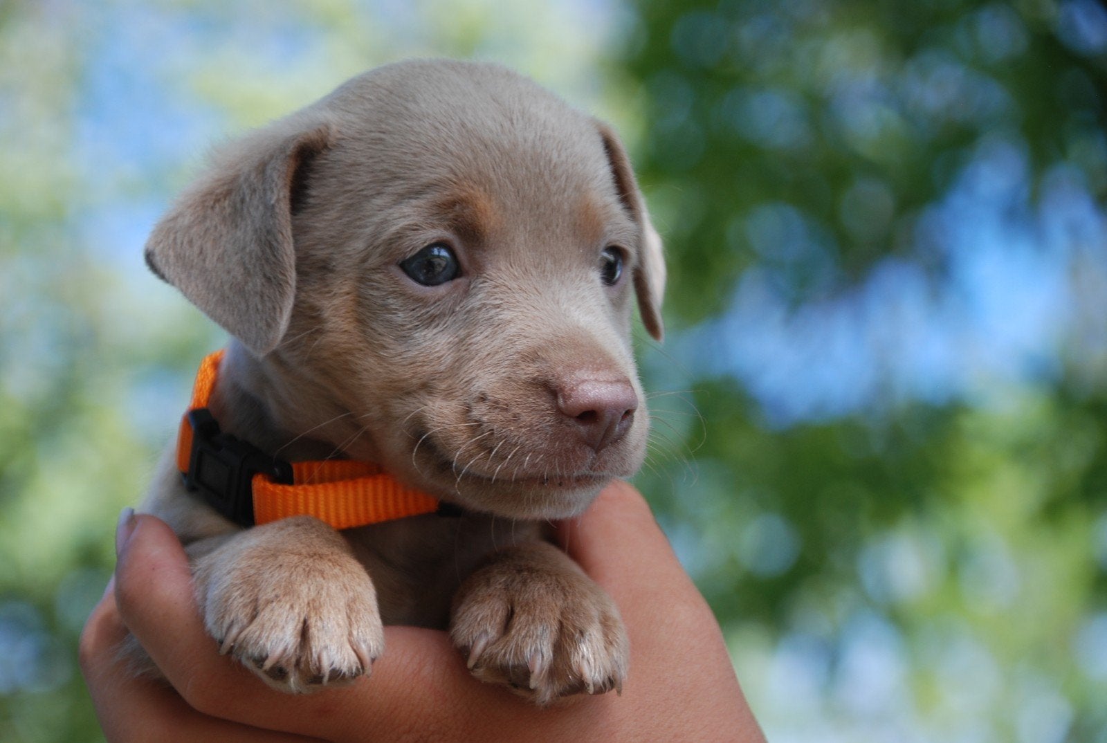 TeKoop: Prachtige Jack Russel Pups !, Dieren en Toebehoren, Jack Russell Terriër, 8 tot 15 weken, Meerdere, Meerdere dieren
