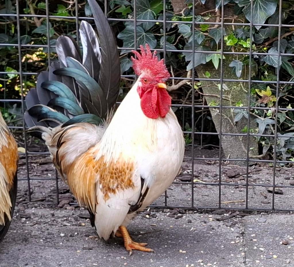 Kippenopvang zoekt mooie plek voor leuke minihaan!, Dieren en Toebehoren, Pluimvee, Mannelijk, Kip