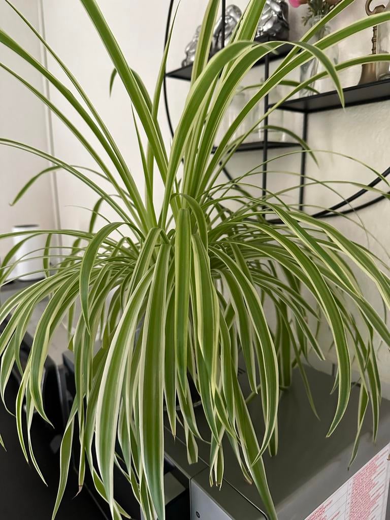 Graslelie - Chlorophytum Comosum, Vaste plant, Bloeit niet, Halfschaduw, Ophalen