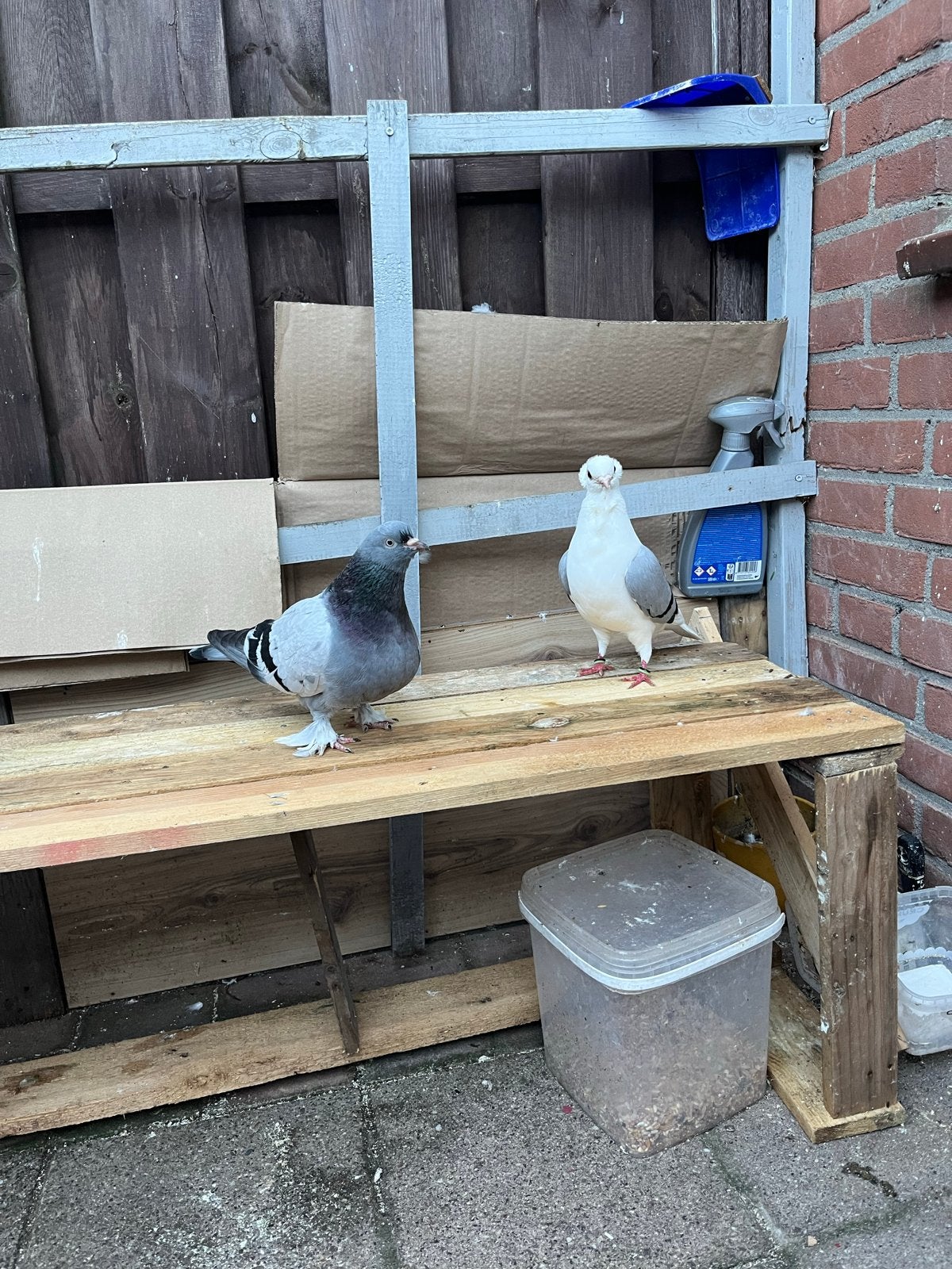Koppels te kopen, Dieren en Toebehoren, Vogels | Duiven, Meerdere dieren