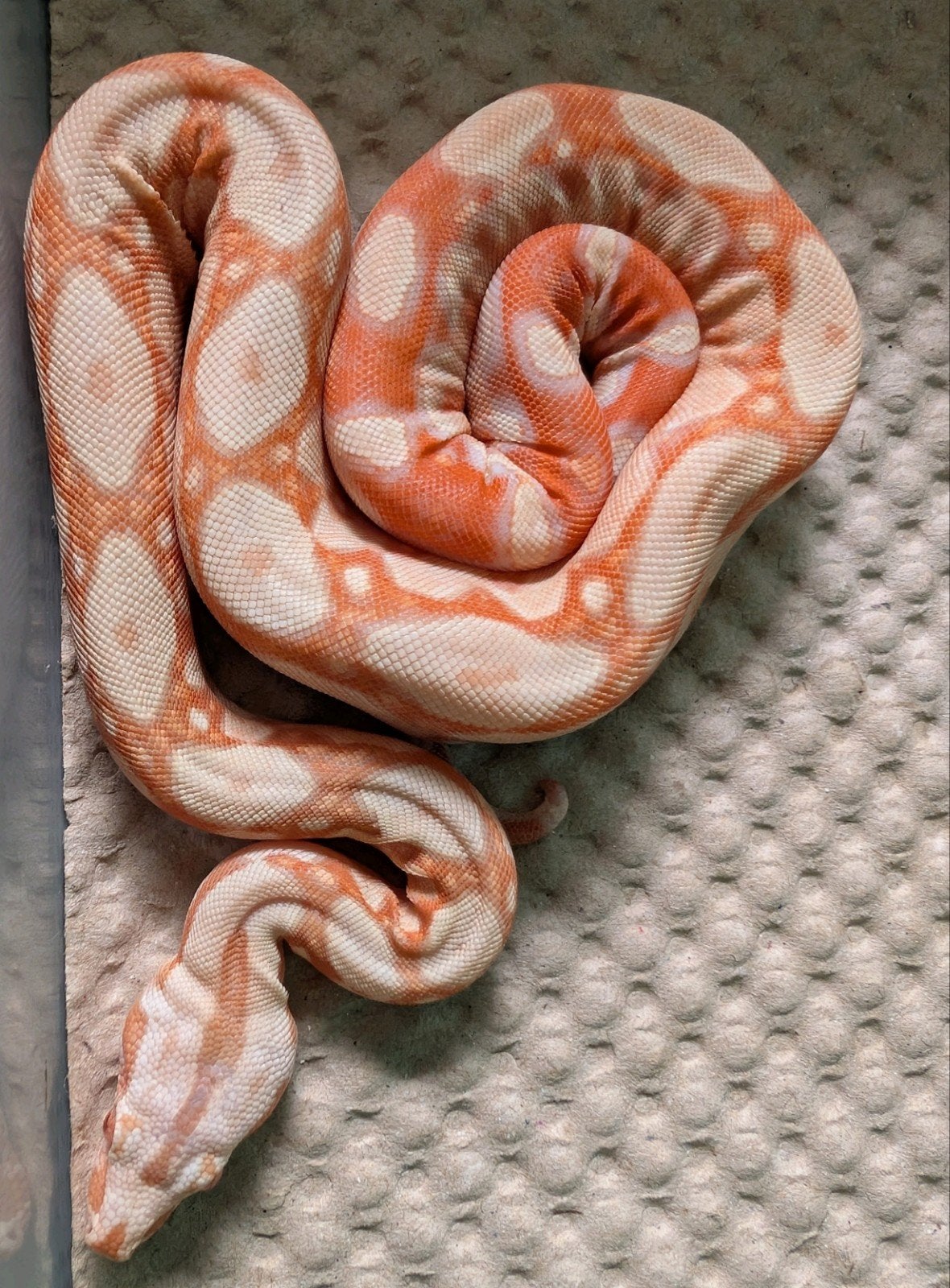 Sunglow Jungle het Blood Man NK2026, Slang, 0 tot 2 jaar