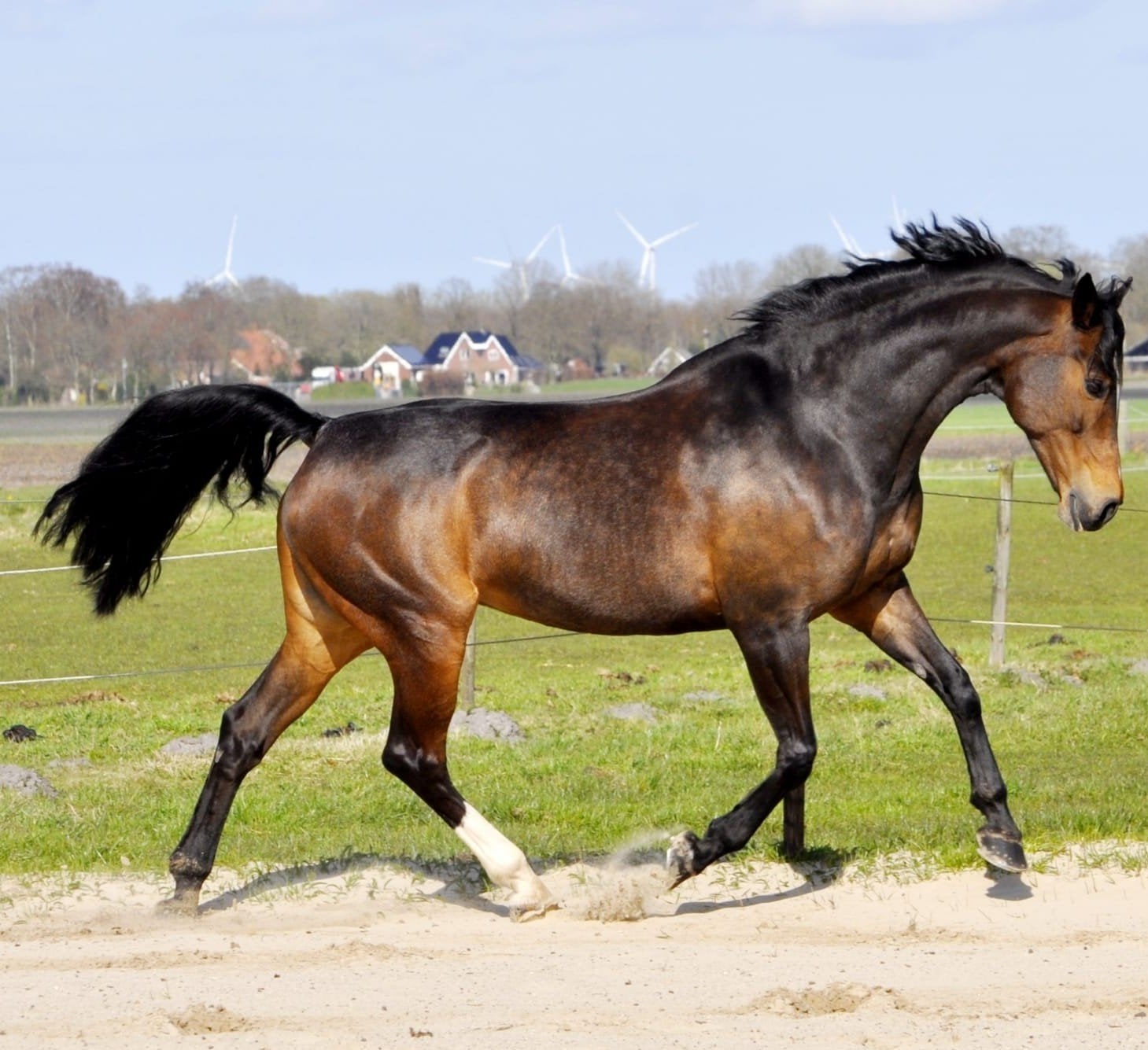 Talentvolle eerlijke KWPN merrie, Merrie, Springpaard, Met stamboom, 11 jaar of ouder