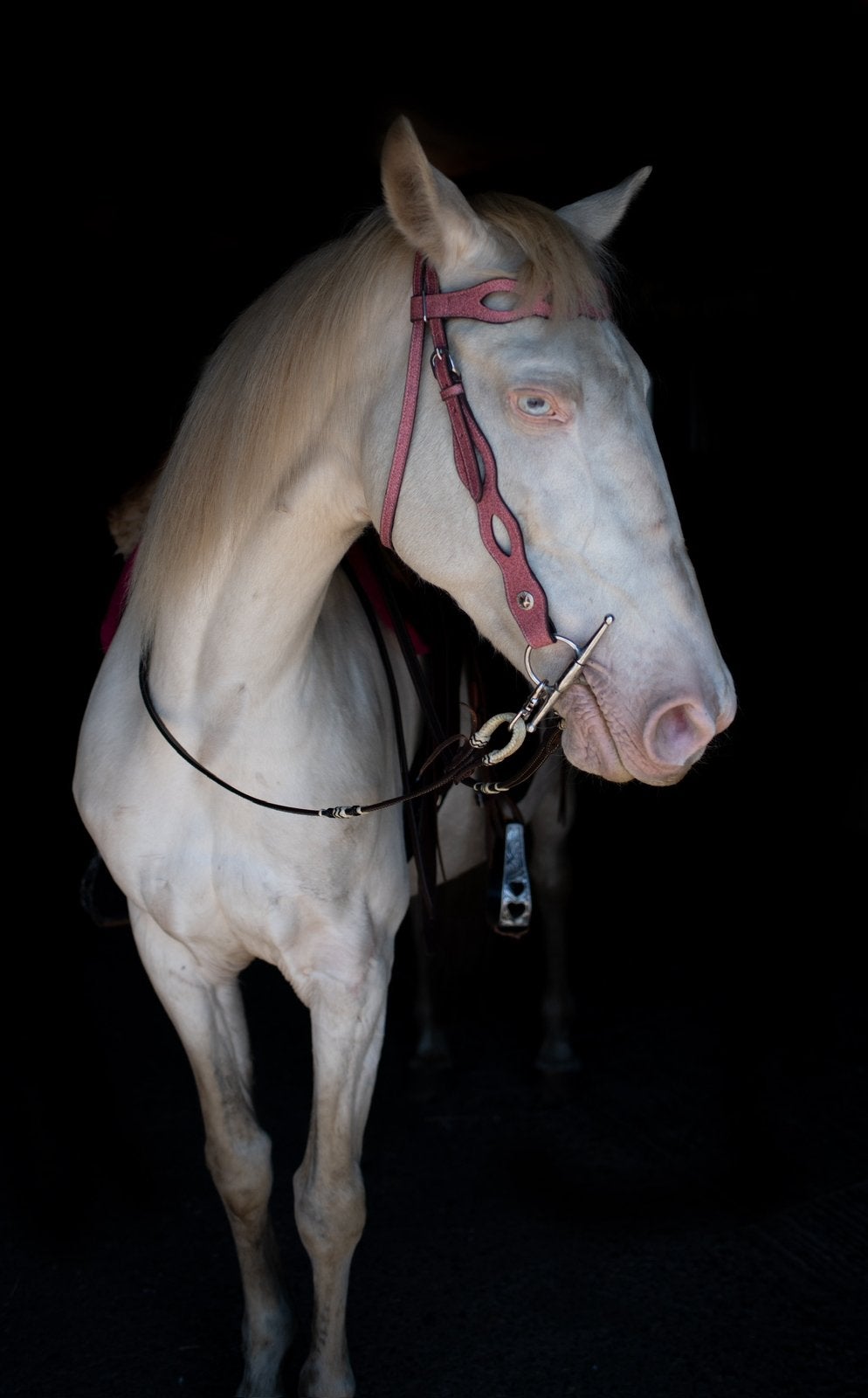 Nieuw! Western hoofdstel pink glitters full en cob, Ophalen of Verzenden, Nieuw