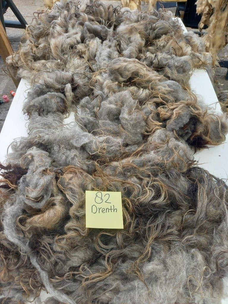 nr 82 Geschoren vacht van een Drents Heideschaap, Ophalen of Verzenden, Nieuw