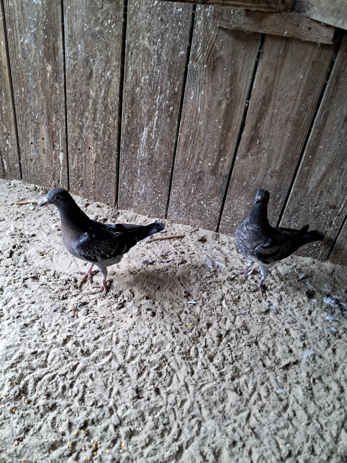 postduiven, Meerdere dieren, Postduif