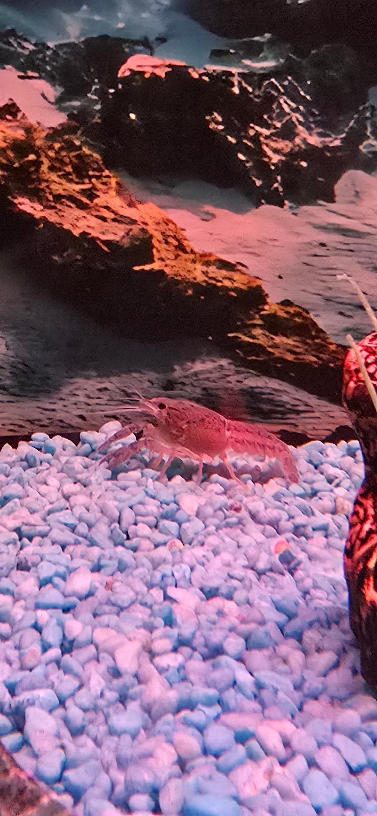 blauwe florida kreeften, Dieren en Toebehoren, Vissen | Aquariumvissen, Kreeft, Krab of Garnaal
