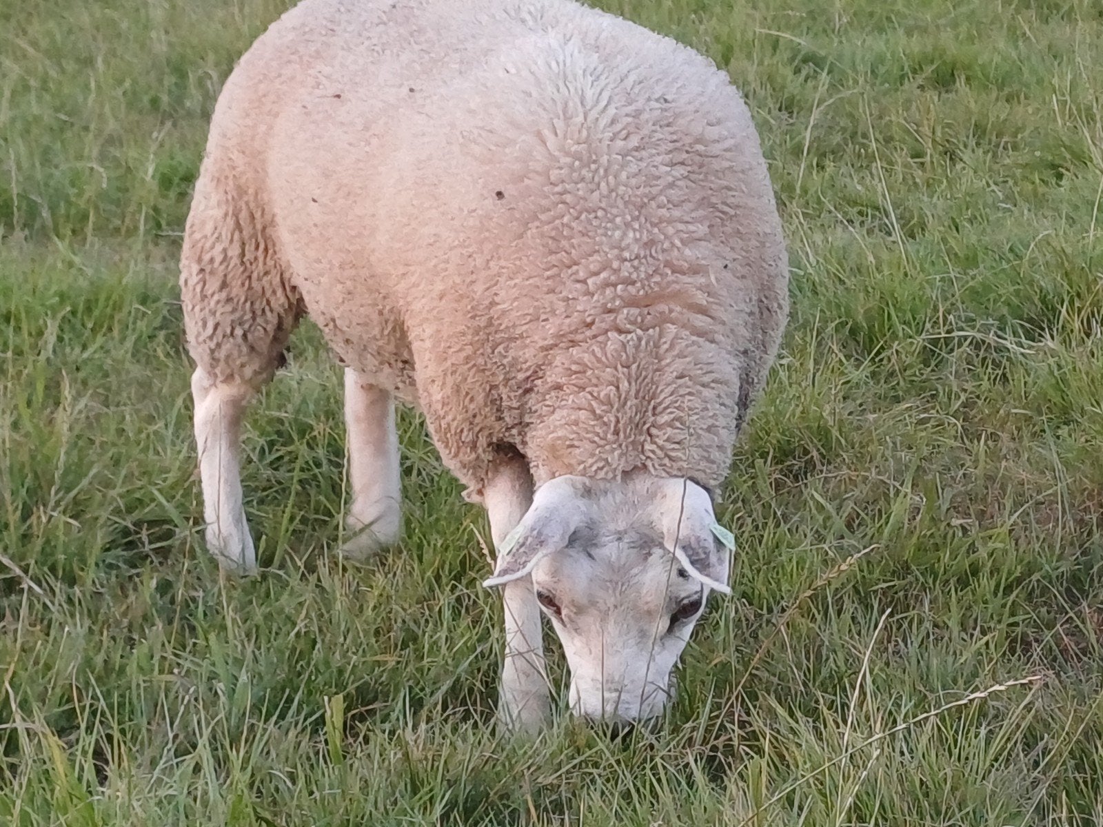 Texelaar stamboek ooilam, Dieren en Toebehoren, Schapen, Geiten en Varkens, Vrouwelijk, Schaap