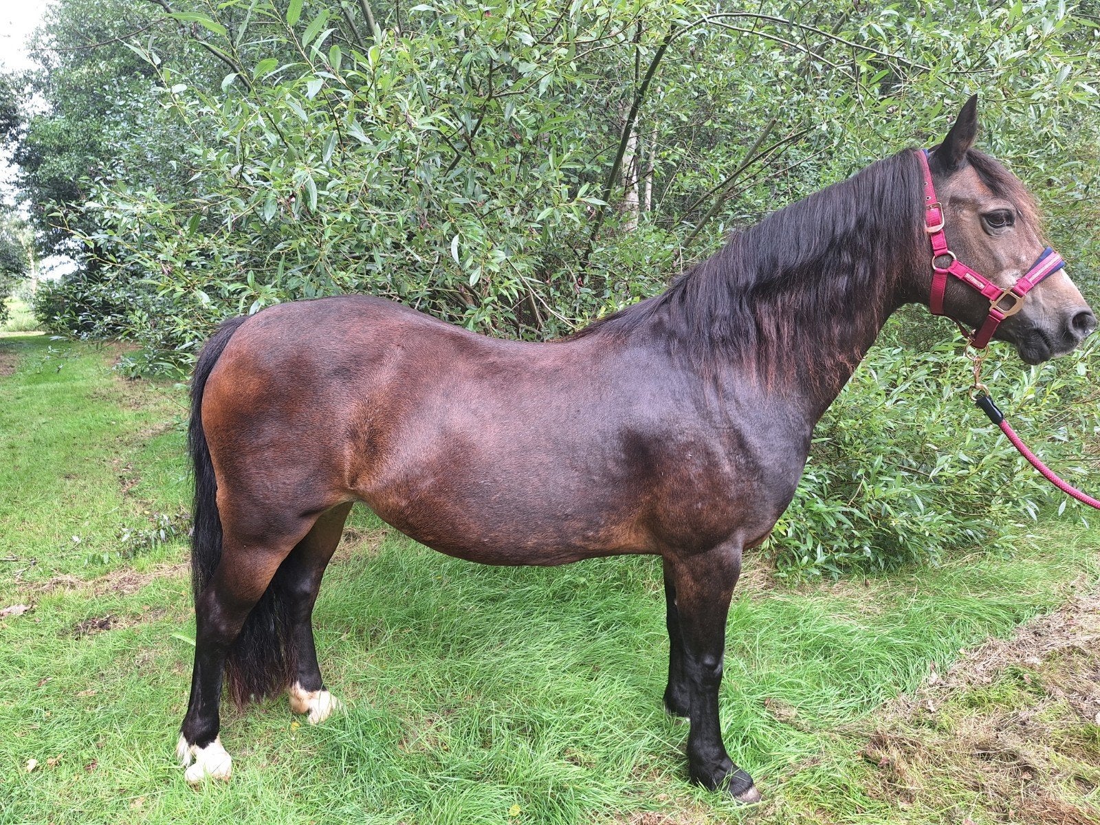 welsh cob merrie, Merrie, C pony (1.27m tot 1.37m), Met stamboom, 11 jaar of ouder