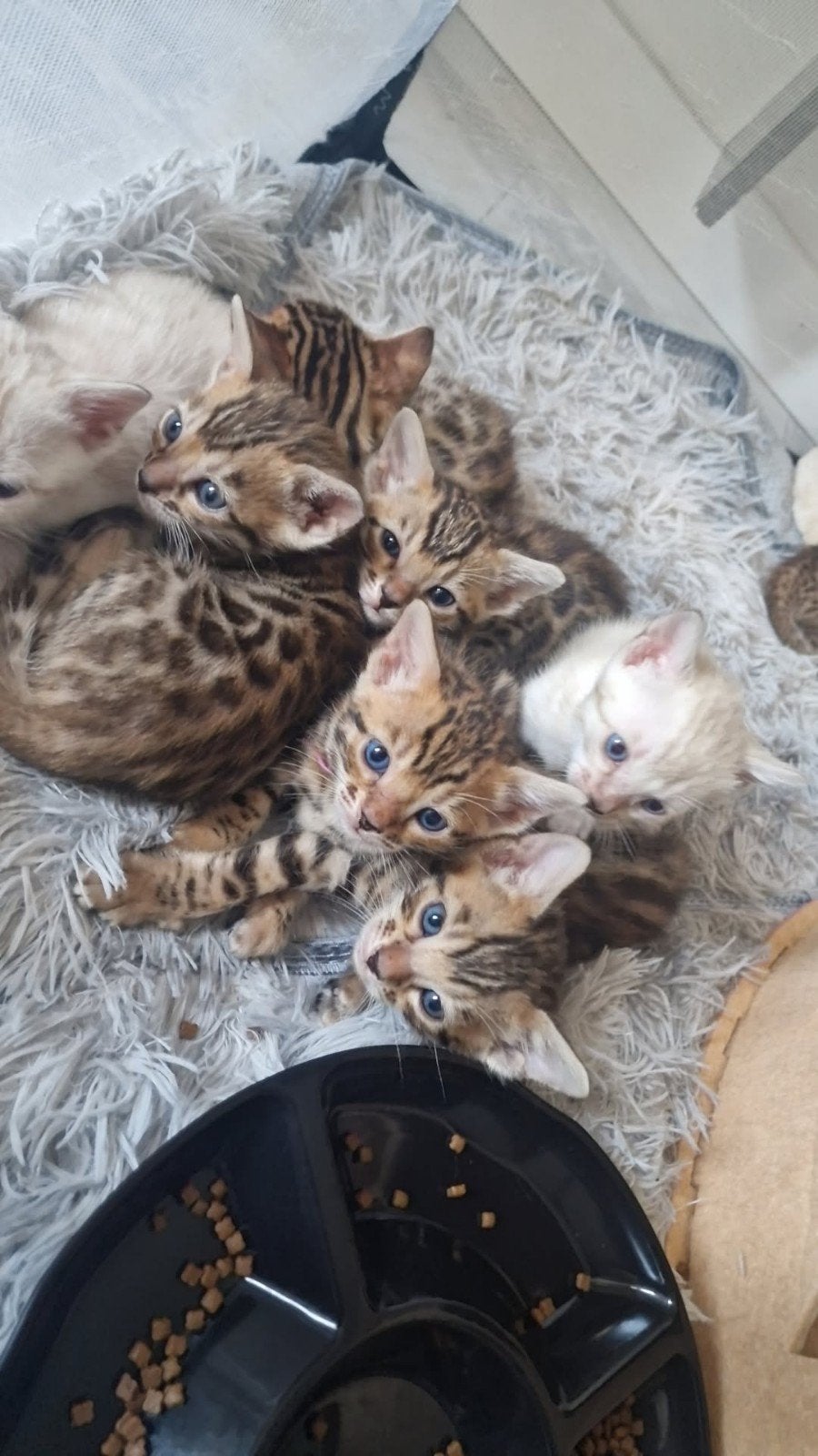 Prachtige Bengaalse kittens te koop, Meerdere dieren, Met stamboom