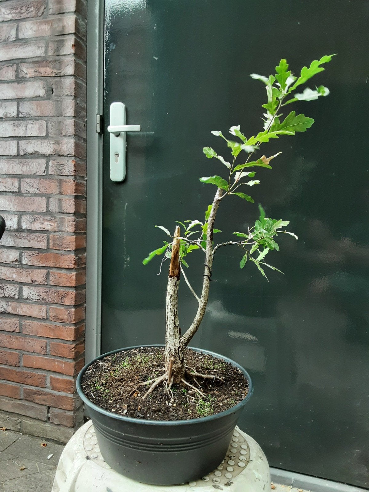 Eik bonsai starter, Tuin en Terras, Planten | Bomen, Overige soorten, Minder dan 100 cm, Halfschaduw, Bloeit niet, Ophalen