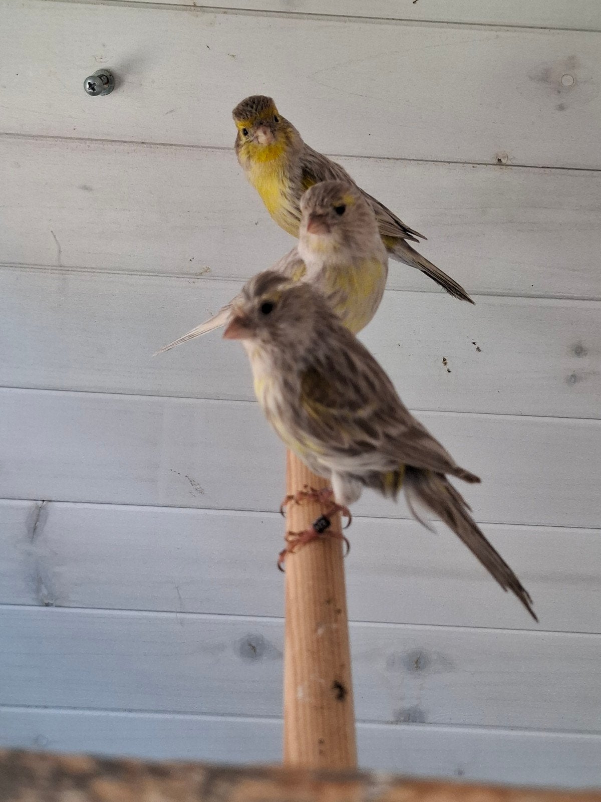 kanaries, Dieren en Toebehoren, Vogels | Kanaries, Meerdere dieren, Kleurkanarie