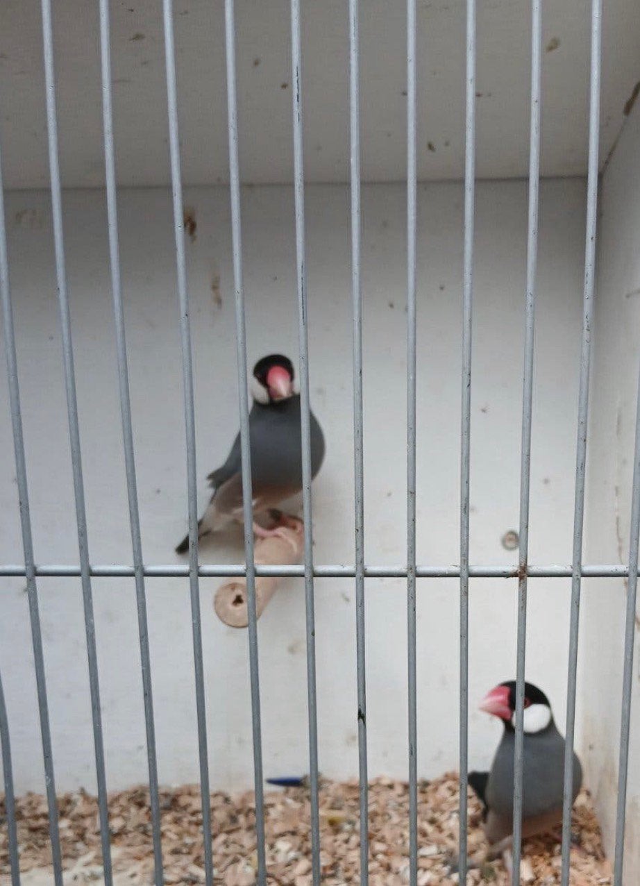 Rijstvogel gezond koppel, Dieren en Toebehoren, Mannelijk
