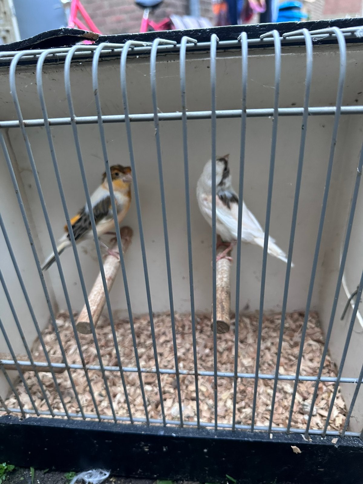 Goede gezond harley kanarie koppel, Dieren en Toebehoren, Meerdere dieren