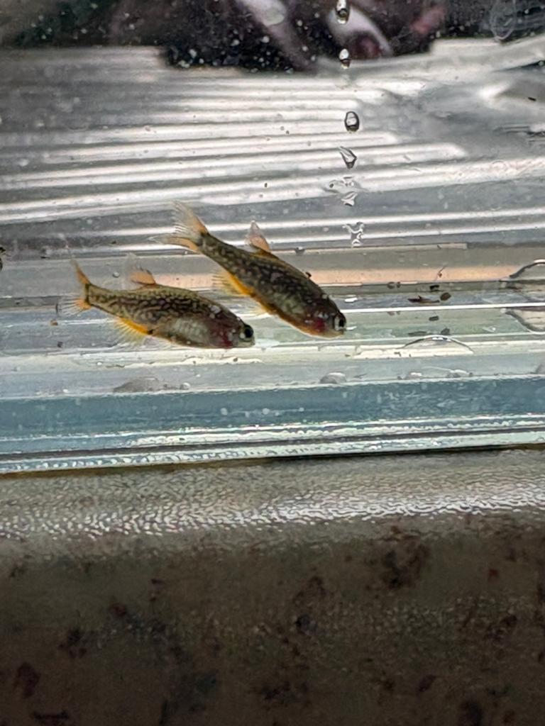 (Jonge) Rasbora Galaxy / Hemelse Pareldanio, Vis