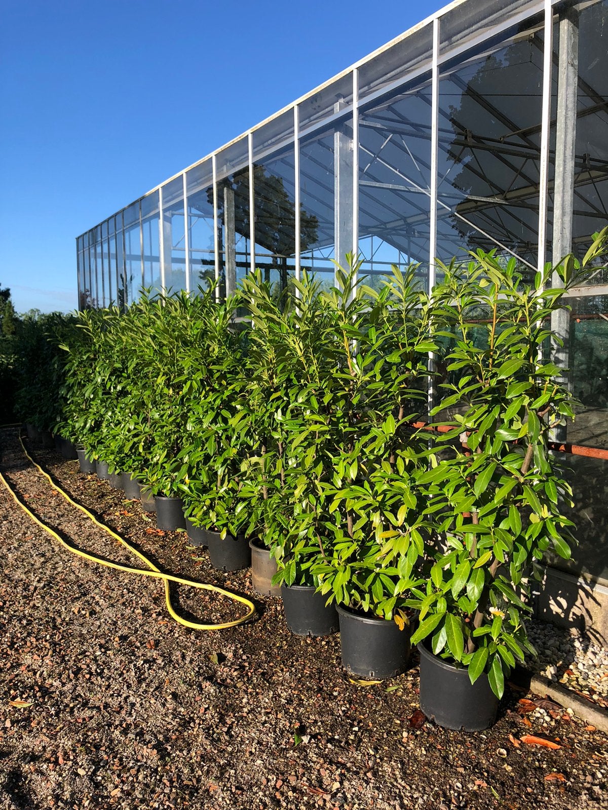 Laurier Caucasica, Ophalen, Laurier, 100 tot 250 cm