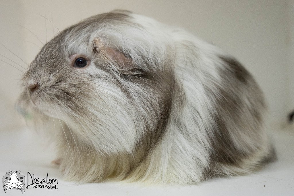 Choco zilvervos wit sheltie cavia beertje, Dieren en Toebehoren, Cavia, Mannelijk, Mei, Tam