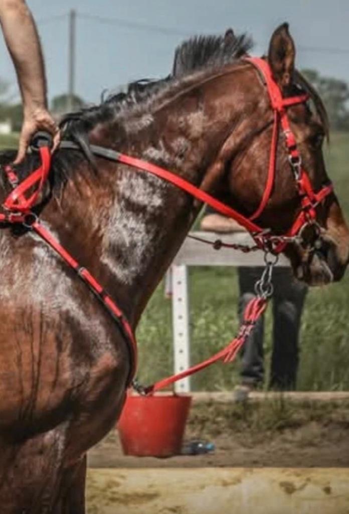 Biothane set endurance, Ophalen of Verzenden, Zo goed als nieuw, Overige soorten