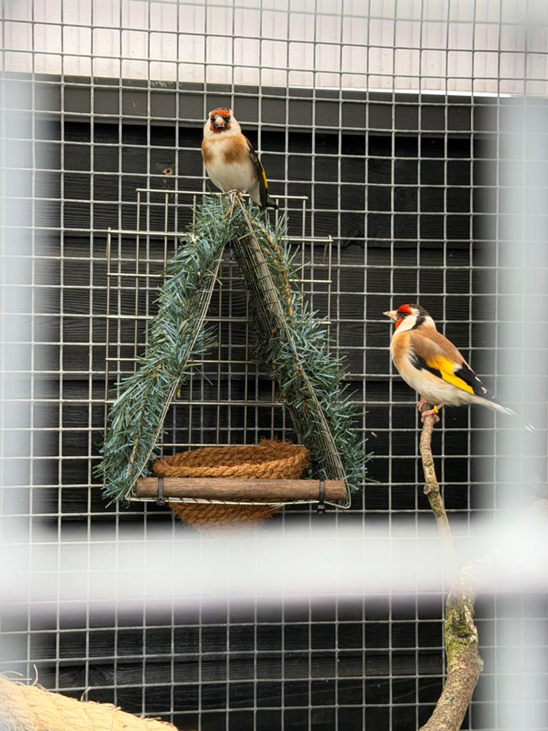 2 mooie spannen majoor putters, Dieren en Toebehoren, Vogels | Overige Vogels, Meerdere dieren, Wildzangvogel