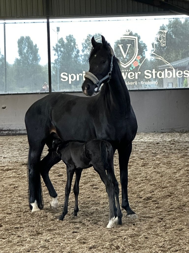 Pensionstalling vrij / Stalling aangeboden nabij Tilburg, Dieren en Toebehoren, Stalling en Weidegang, Stalling, 4 paarden of pony's of meer