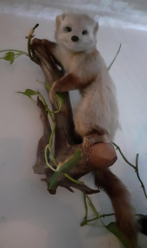 TAXIDERMIE Unieke Opgezette Steenmarter met Leucisme, Ophalen of Verzenden, Zo goed als nieuw, Wild dier, Opgezet dier