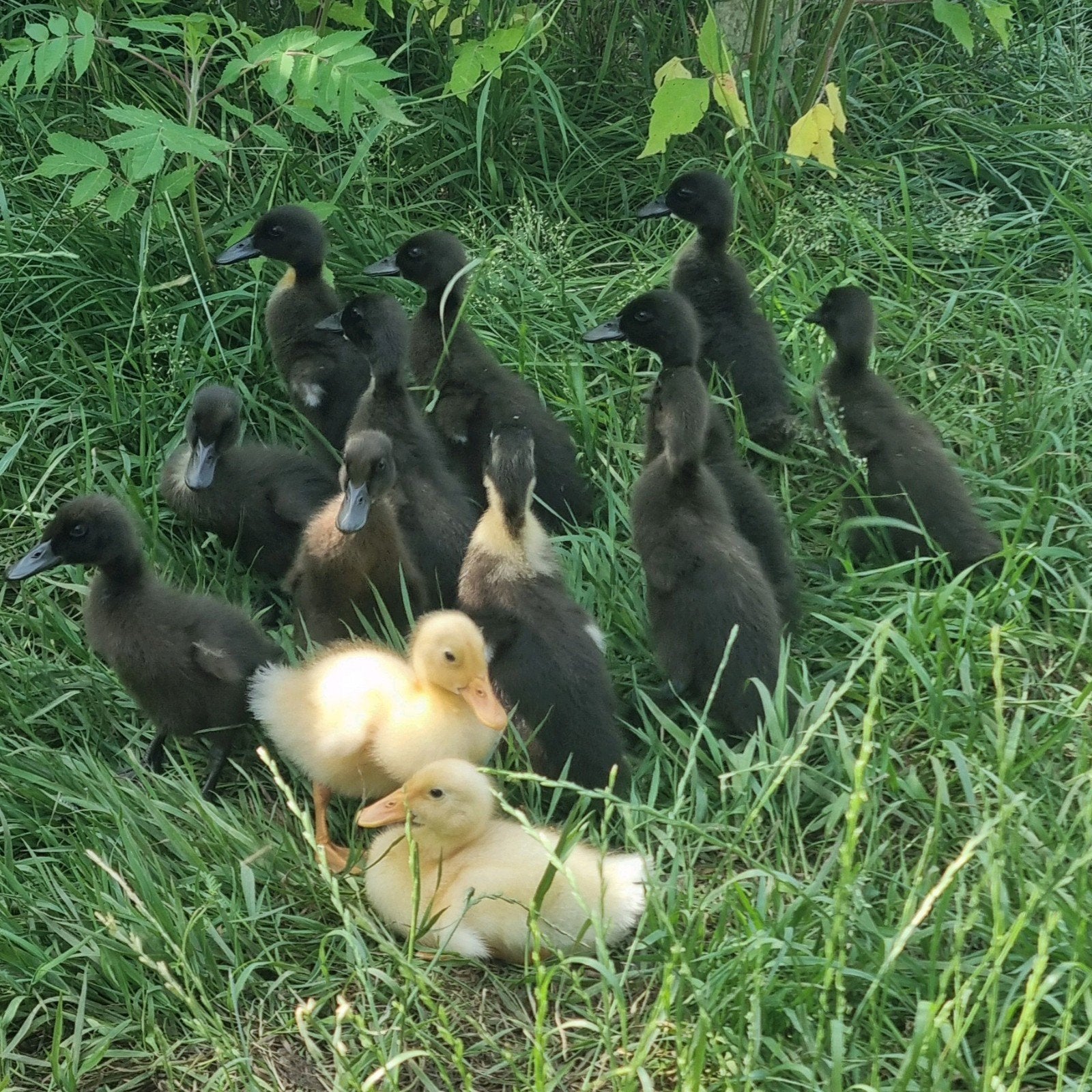 Mooie Indische Loopeenden kuikens 13 stuks, Dieren en Toebehoren, Pluimvee, Meerdere dieren, Eend