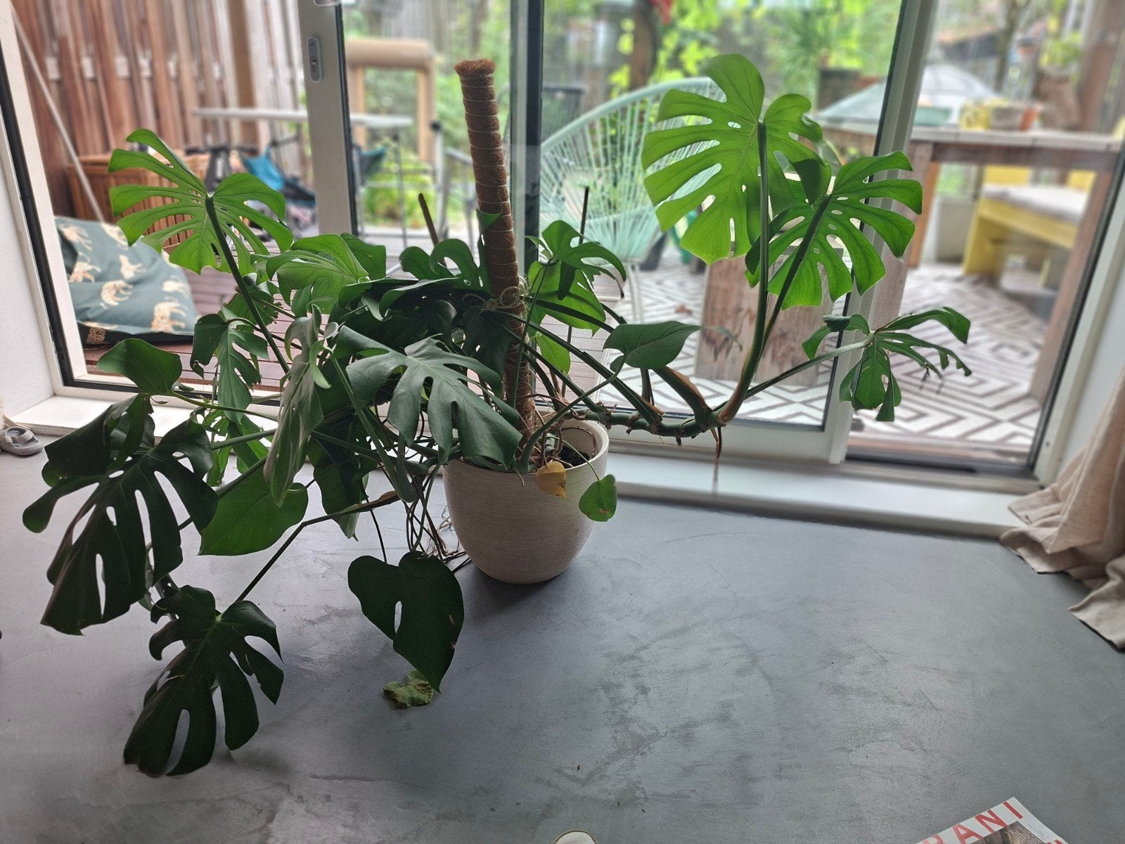 Grote Monstera Deliciosa kamerplant (zonder pot), Huis en Inrichting, Kamerplanten, Ophalen, 100 tot 150 cm, Overige soorten, Halfschaduw