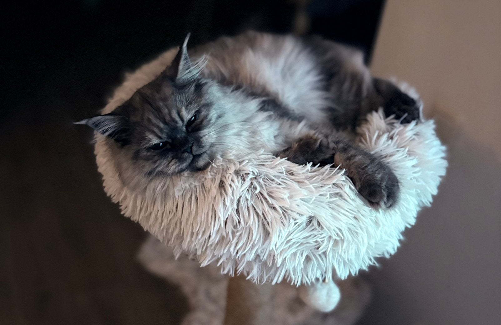 Kitte poes, Poes, Ontwormd, 0 tot 2 jaar