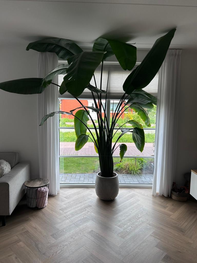 Grote Strelitzia Nicolai - Paradijsvogelplant, Ophalen, 200 cm of meer, Overige soorten, In pot