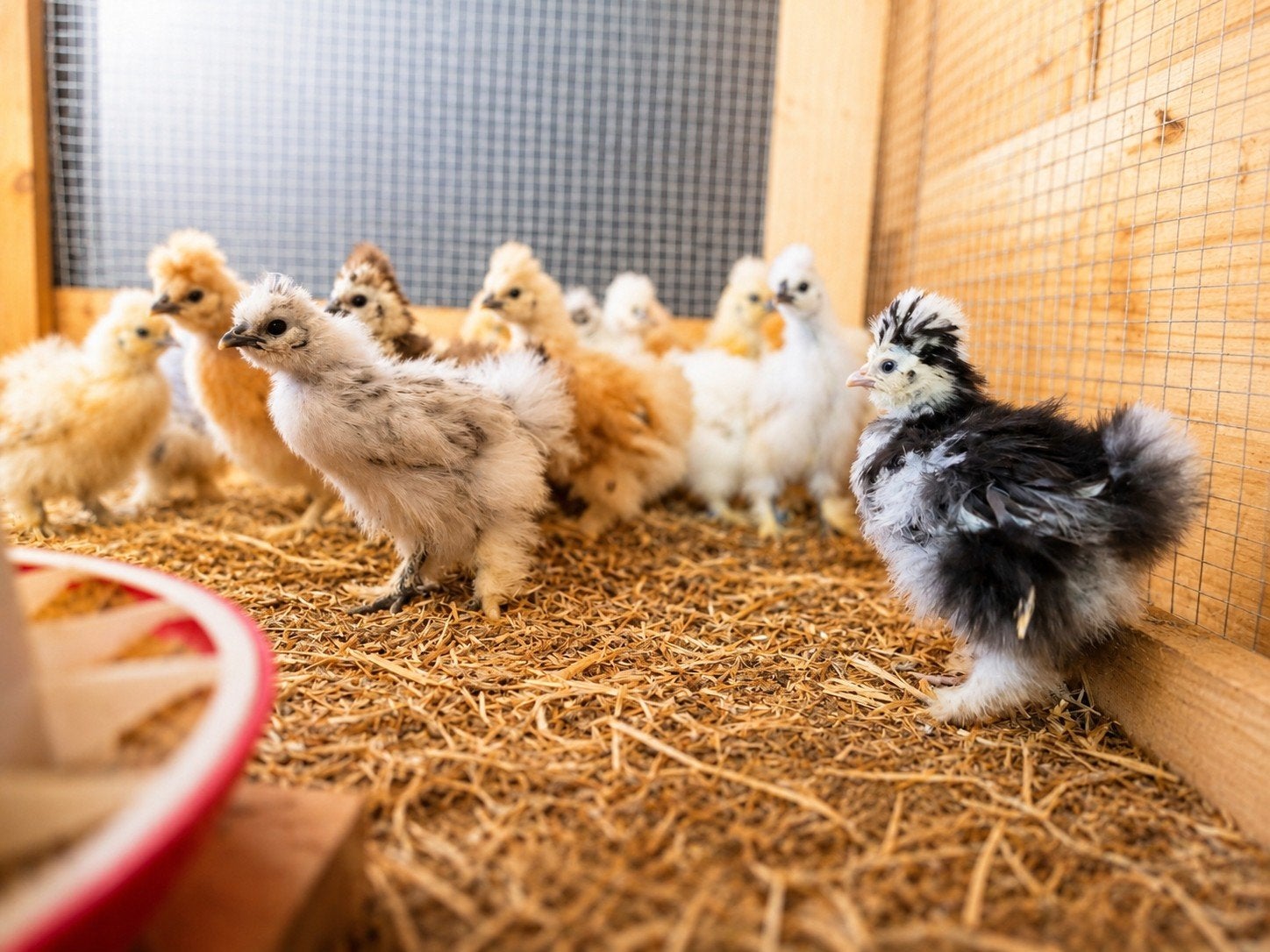 Zijdehoen hennen *7 weken*, Meerdere dieren, Kip
