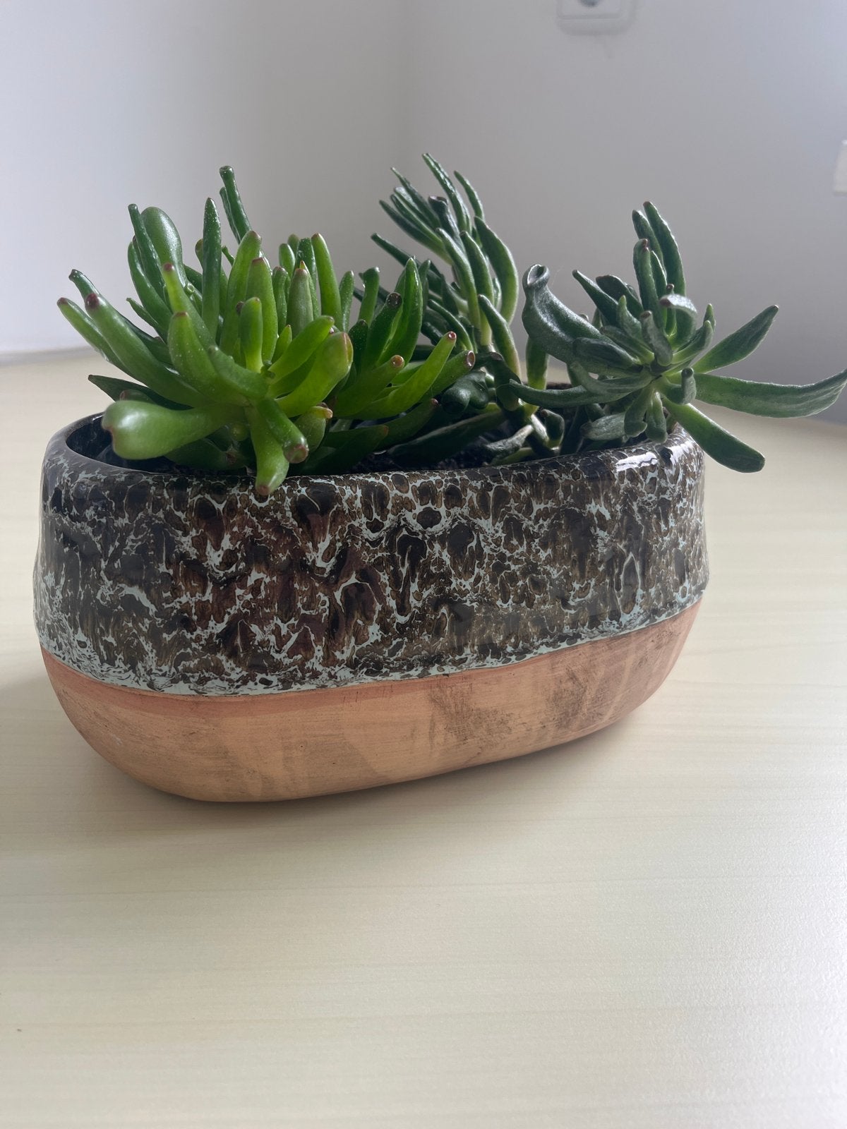 Decoratieve Bloempot met Succulenten /crassula. nu 5,-, Ophalen of Verzenden, Zo goed als nieuw
