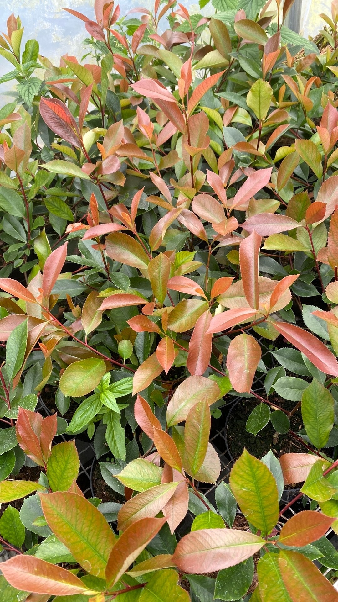 Glansmispel (Photinia Fraseri 'Red Robin') -  groenblijvend, Volle zon, Vaste plant, Lente, Ophalen