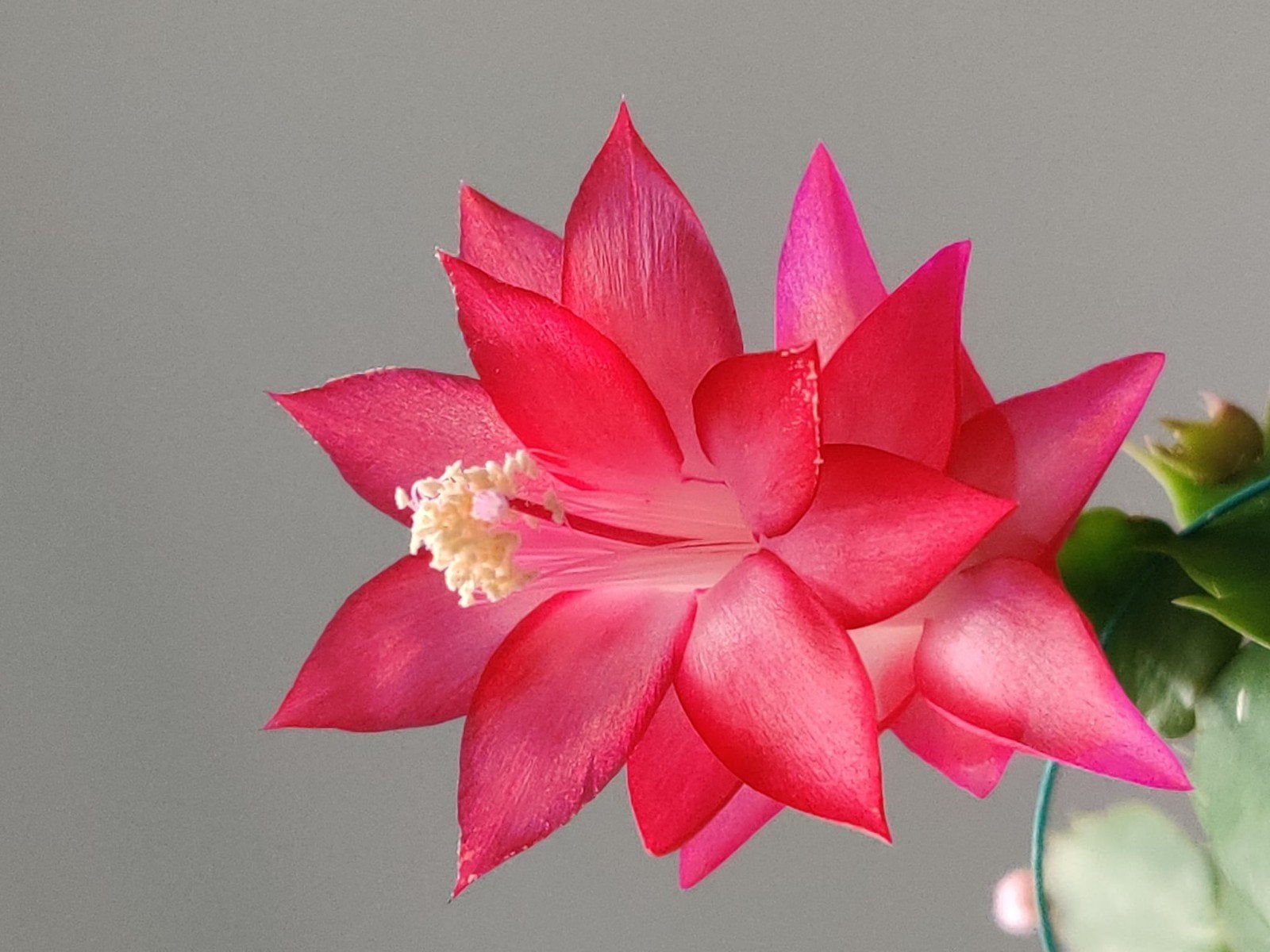 Schlumbergera truncata 'Thor Jasmine' stek ongeworteld, Verzenden, Halfschaduw, Minder dan 100 cm
