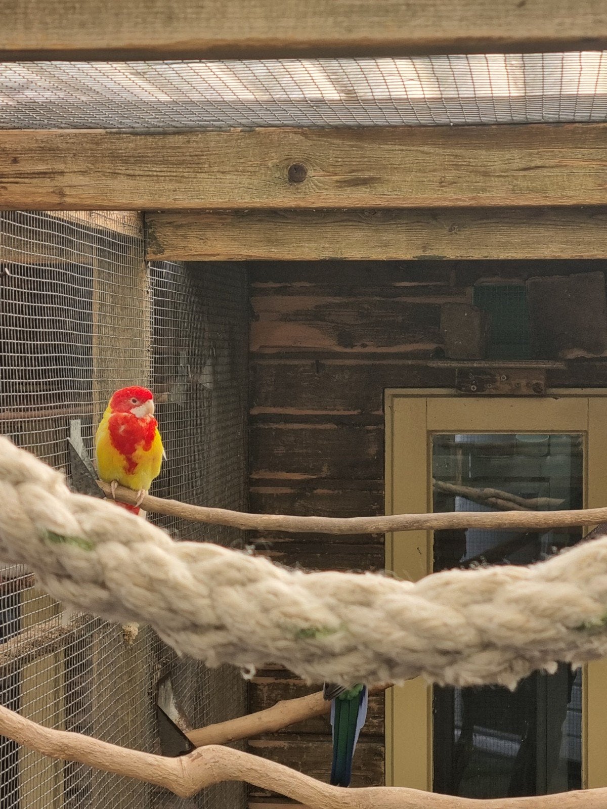 lutino rosella man, Dieren en Toebehoren, Meerdere dieren, Parkiet