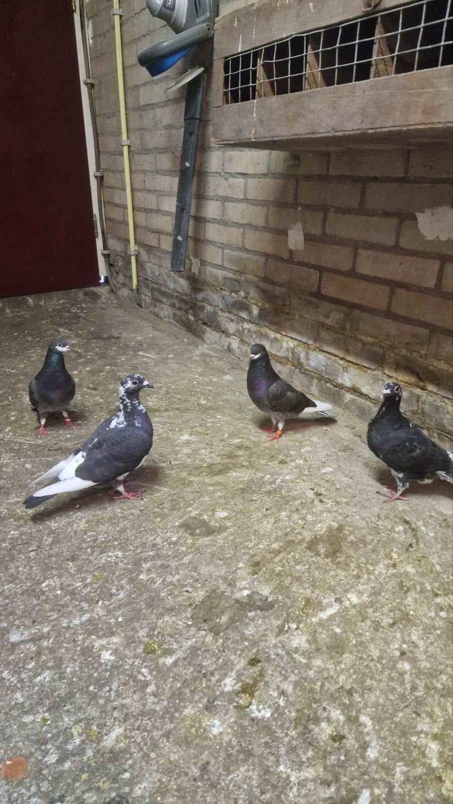 4 postduiven, Meerdere dieren