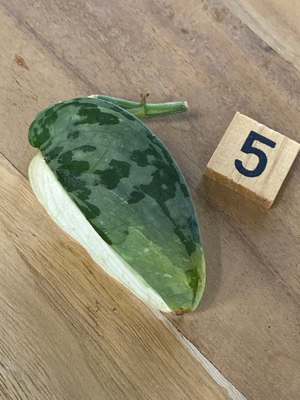 Scindapsus Mayari Variegata #5, Ophalen of Verzenden, Halfschaduw, Minder dan 100 cm